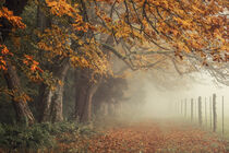 'Herbstliche Kastanienbäume auf dem Bodanrück bei Nebel - Bodensee' by Christine Horn