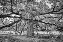 Alte Eiche im Irndorfer Hardt - Naturpark Obere Donau by Christine Horn