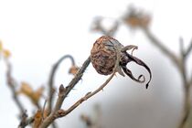 Hagebutte im Winter  von Birgit  Fischer