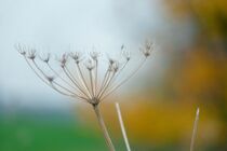 Gräser im Herbst  by Birgit  Fischer