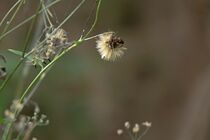 Blume am Waldrand  von Birgit  Fischer