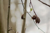 Bucheckern by Birgit  Fischer