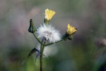 Blumen auf Hiddensee  by Birgit  Fischer