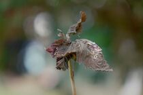 Blatt im Herbst  von Birgit  Fischer