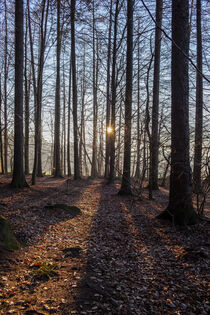 Evening Sun by Holger Spieker