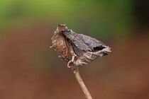 Altes Blatt im Winter  von Birgit  Fischer