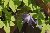 blaue Clematis von Raingard Göbel