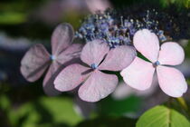 Hortensienblüte Makro von Raingard Göbel