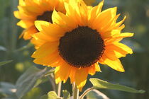 Sonnenblume von Raingard Göbel