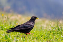 Alpendohle (Pyrrhocorax graculus) by Dirk Rüter