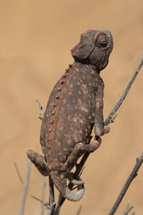 Namaqua Chamäleon (Chamaeleo namaquensis) von Dirk Rüter