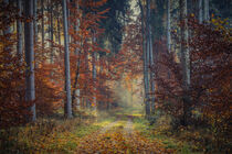 Weg durch den herbstlichen Wald  by Christine Horn