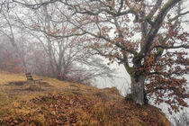 Eiche beim Aussichtspunkt Burgstall bei Fridingen an der Donau - Naturpark Obere Donau by Christine Horn