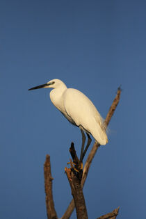 Seidenreiher (Egretta garzetta) by Dirk Rüter