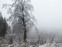 Baum im Nebel von winter-frost-artwork