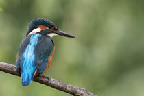 Eisvogel (Alcedo atthis) von Dirk Rüter