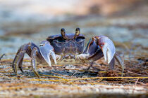 Spider Crab (Neosarmatium meinerti) von Dirk Rüter