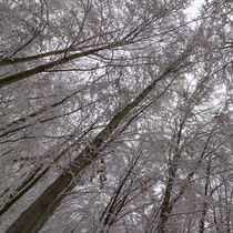 Winterwald von Ansgar Meise