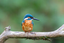 Eisvogel (Alcedo atthis) von Dirk Rüter