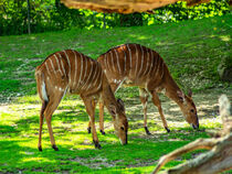 Nyala ( Tragelaphus angasii ) by Michael Naegele