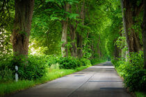 Allee auf Usedom von Martin Wasilewski