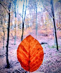 Leuchtendes Herbstblatt von tzina