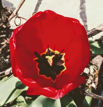 Red Tulip von tzina