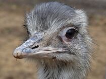 Emu Kopf von Edgar Schermaul