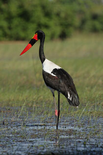 Sattelstorch im Okavango Delta von Dirk Rüter