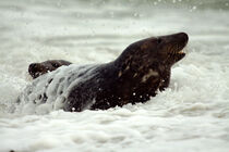 Robben im Meer by Michael Mayr