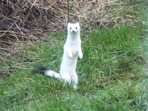 Hermelinchen/Ermine von Patti Kafurke