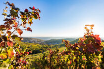 Weinbau in Stuttgart von dieterich-fotografie