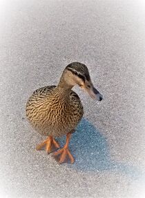Ente by tzina