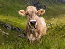 Kuh auf der Weide in der Schweiz von dieterich-fotografie