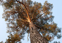 Under Old Pine Tree  by milan-mkm