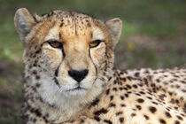 Gepard (Acinonyx jubatus) by Dirk Rüter