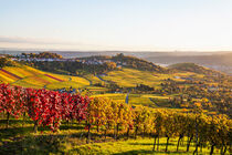 Weinberge in Stuttgart von dieterich-fotografie