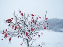 FROST von Kathrin Battenstein