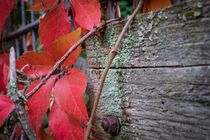 Red wine leafs on mossy wood in fall von Claudia Schmidt