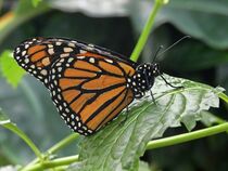 Schmetterling von Edgar Schermaul