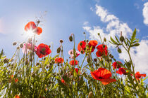 Klatschmohn auf einer Blumenwiese  von dieterich-fotografie