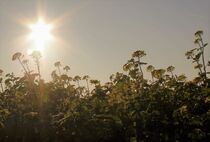 Rapsfeld im Gegenlicht by Susanne Winkels