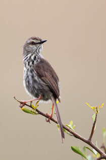 Fleckenprinie (Prinia maculosa) by Dirk Rüter