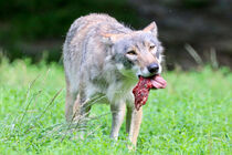 Wolf streckt die Zunge raus von carlekolumna