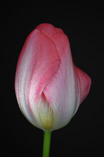 Tulip With Pink by CHRISTINE LAKE