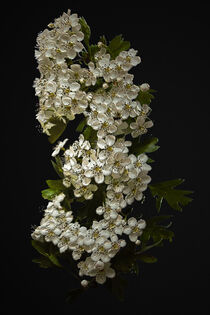 White Blossom by CHRISTINE LAKE