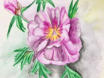 Aquarell einer rosa Pfingstrose. Gemalt. by havelmomente