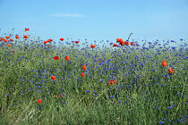 Wildblumenwiese von Bianca Grams