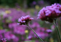 Lilac Flower von Bianca Grams