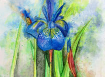 Aquarell einer blauen Schertlilie. Gemaltes Blumenaquarell Iris. von havelmomente